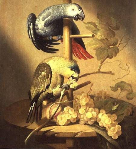 An African Grey and an Orange Winged Amazon Parrot on a Perch with Grapes a Jacob Fransz van der Merck