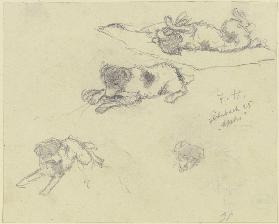 Three dog studies