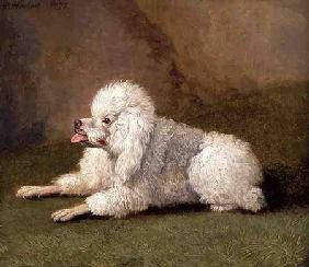 A Belgian Poodle