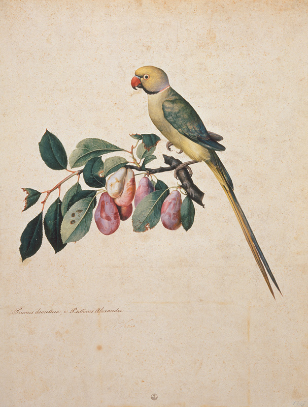 Prunus domestica, e Psittacus Alexan– dri a Jacopo Ligozzi