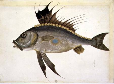 Fish a Jacopo Ligozzi