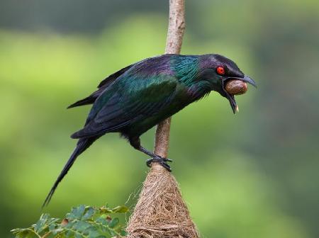 Starling with Seed