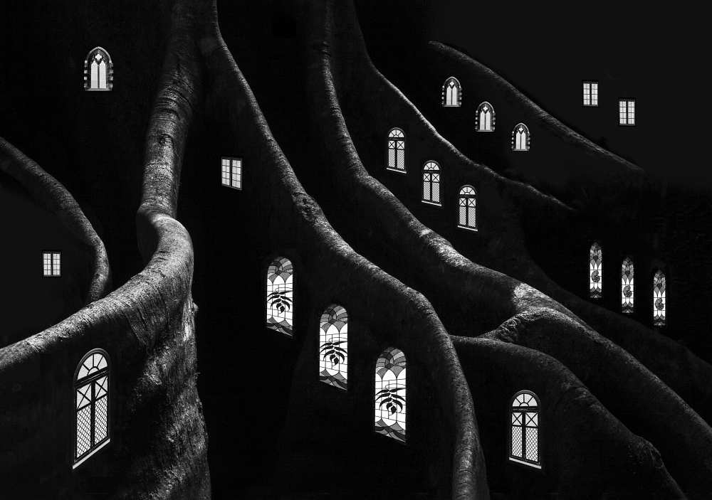Windows of the Forest a Jacqueline Hammer