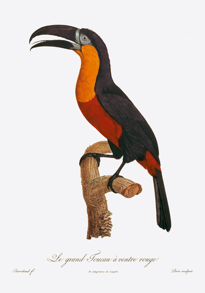Toucan: Great Red-Bellied by Jacques Barraband a Jacques Barraband