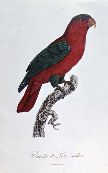 Parrot: Lory or Collared a Jacques Barraband