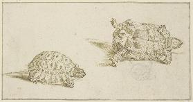 A tortoise seen from above and from below, and the head of a cat