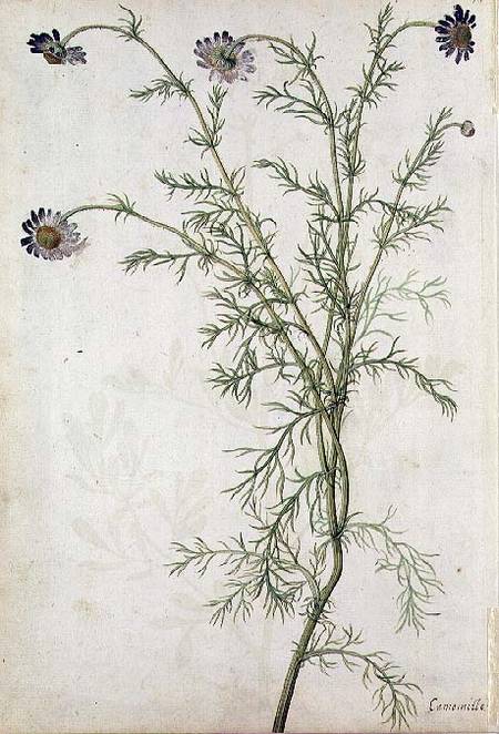 Chamaemelum nobile Allioni a Jacques Le Moyne