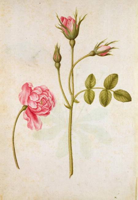 Pink Rose a Jacques Le Moyne