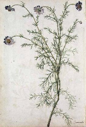 Chamaemelum nobile Allioni