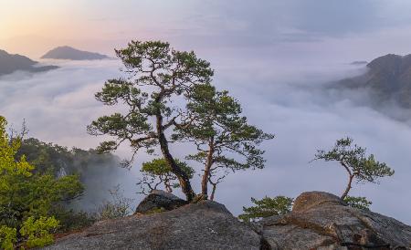 The Tree That Thinks