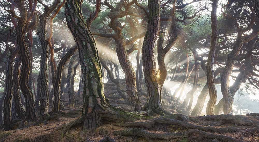 Sacred Pine Trees a Jaeyoun Ryu