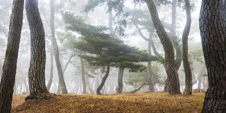 In The Misty Pine Forest