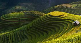 Gold rice terrace in mu cang chai,Vietnam.