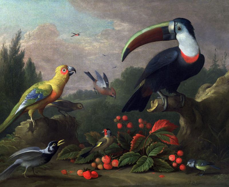 Toucan with Other Birds a Jakob Bogdani or Bogdany