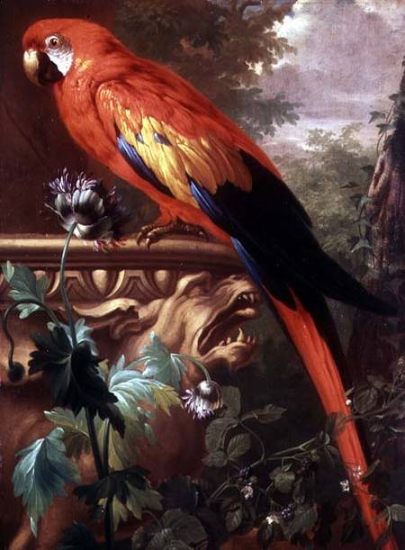 Scarlet Macaw in a Landscape a Jakob Bogdani or Bogdany