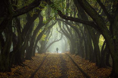 Hornbeam avenue