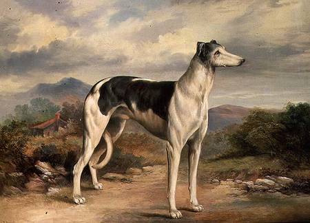 A Greyhound in a hilly landscape a James Beard