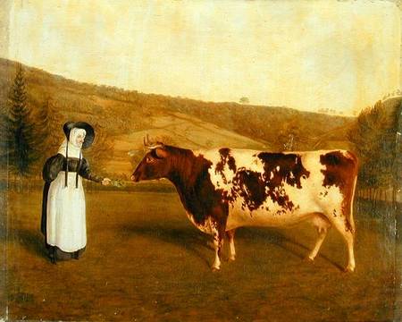 Shorthorn Cow a James Flewitt Mullock