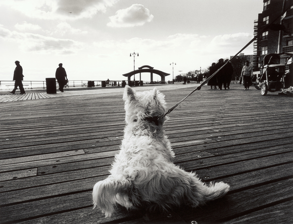 Coney Island Dog, NY a James Galloway