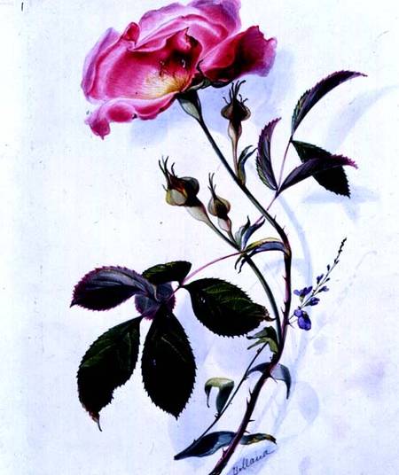 A Rose a James Holland