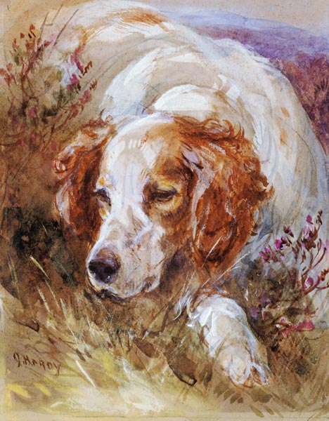 A Spaniel (w/c and bodycolour on paper) a James Jnr Hardy