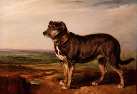 Portrait of `Vic', a Spanish Bloodhound a James Ward