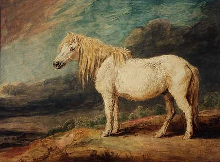 Shetland Pony a James Ward