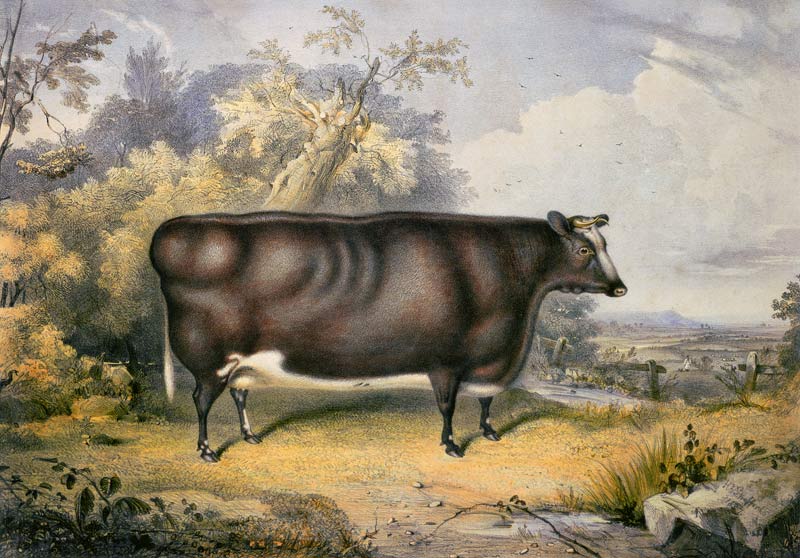 The Cottesmore Prize Heifer, 1837 (after Henry Strafford a James William Giles