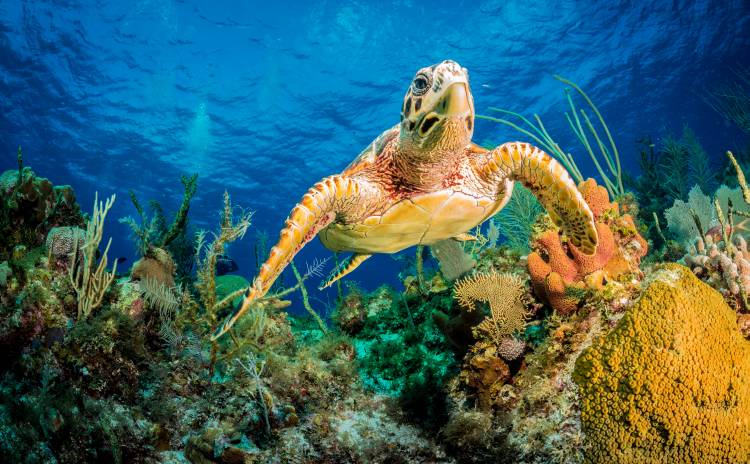 Hawksbill turtle swimming through Caribbean reef a Jan Abadschieff