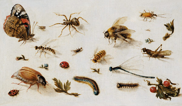 A Study of Insects a Jan Brueghel il Giovane