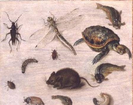 A Study of Insects, Sea Creatures and a Mouse a Jan Brueghel il Giovane