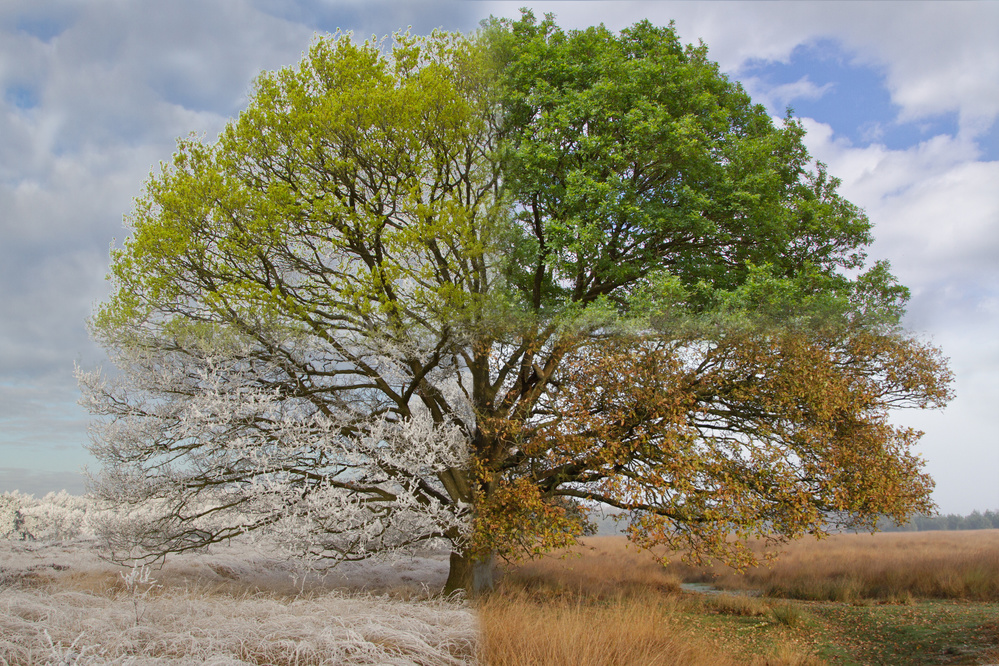 Oak Tree in Four Seasons a Jan Eric Krikke
