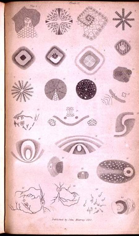 Plate II from 'Contributions of the physiology of vision No. I', published in the Journal of the Roy a Jan Purkinje
