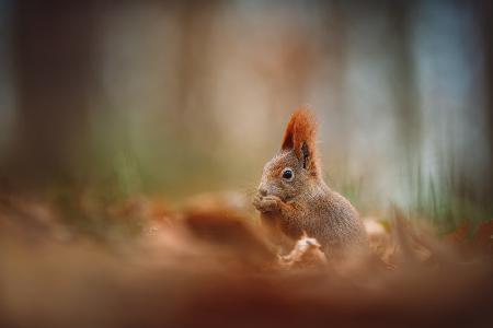 The red squirrel (Sciurus vulgaris)