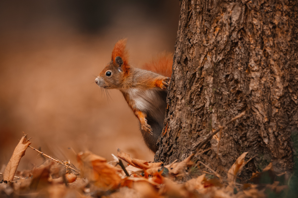 The red squirrel (Sciurus vulgaris) a Jan Rozehnal