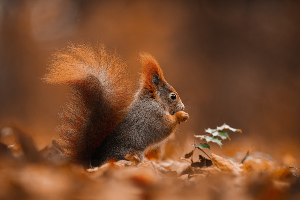 The red squirrel (Sciurus vulgaris) a Jan Rozehnal