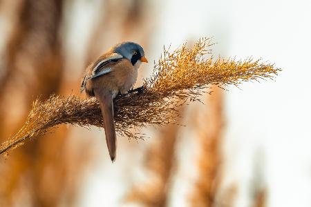 The bearded reedling (Panurus biarmicus)