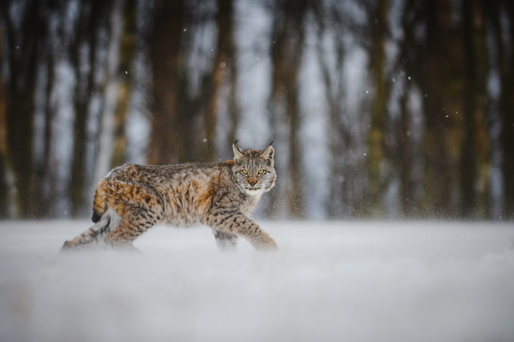 The Eurasian lynx (Lynx lynx) a Jan Rozehnal