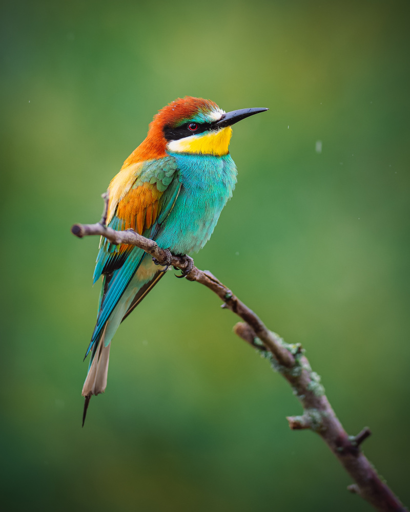 The European bee-eater (Merops apiaster) a Jan Rozehnal