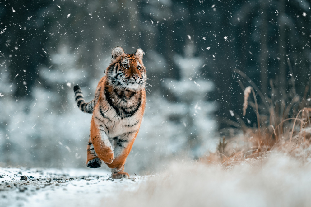 The Siberian tiger a Jan Rozehnal