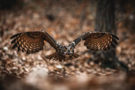 The Eurasian eagle-owl (Bubo bubo)