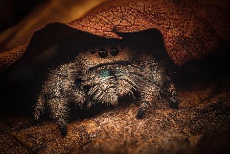 Phidippus regius