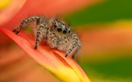 Philaeus chrysops (female)