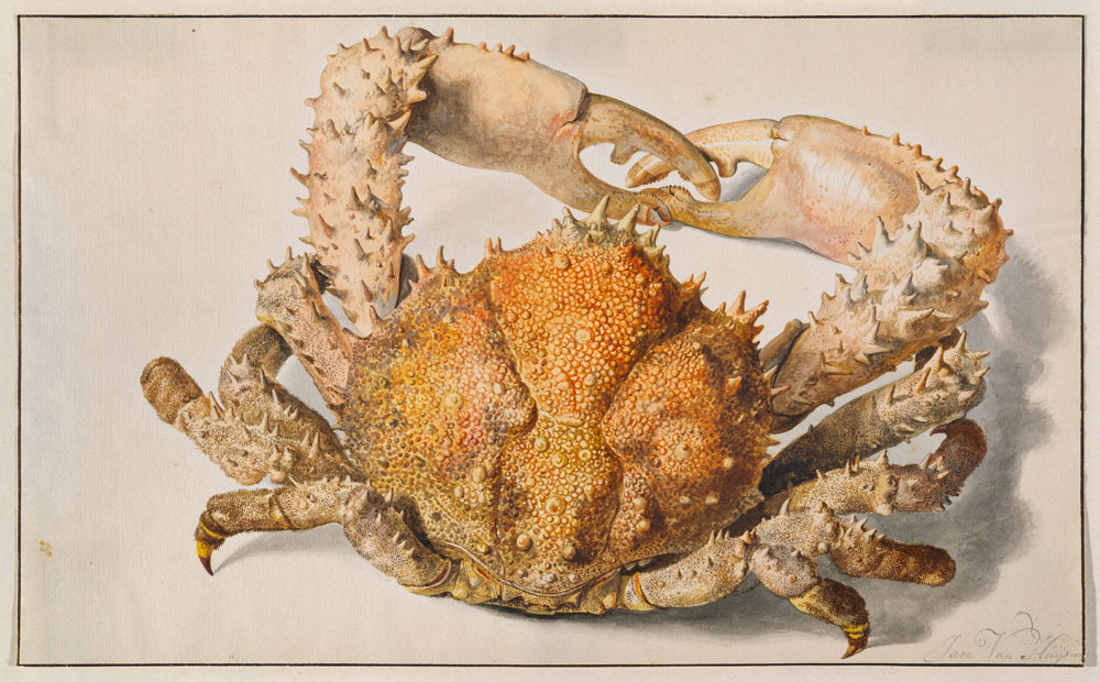 Eine Krabbe. a Jan van Huysum