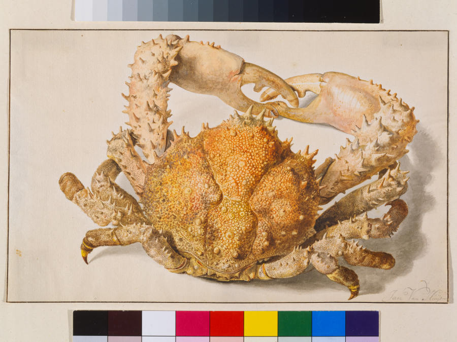 A Crab a Jan van Huysum