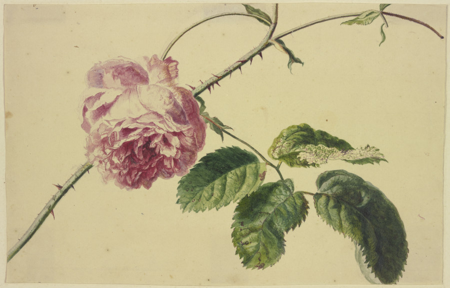 A rose a Jan van Huysum
