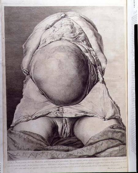 Anatomical drawing of the abdomen of a pregnant female human with skin peeled back a Jan van Rymsdyk