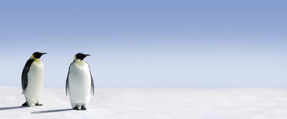 Penguin Panorama a Jan Will
