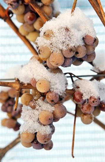 Eiswein von der Unstrut a Jan Woitas