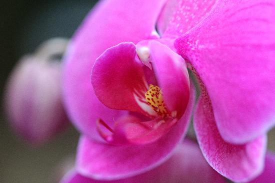 Orchideen-Schau im Botanischen Garten a Jan Woitas
